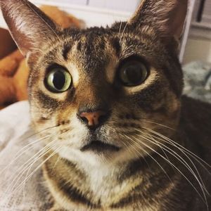 Meet your Posher, Henney